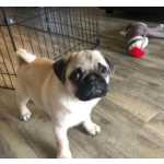 Cachorros Pug disponivel