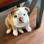 Ninhada de Bulldog Ingls cachorros