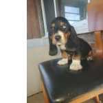 Basset Hound