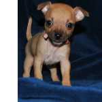 Doce Chihuahua XX porte pequeno