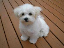 Ninhada de Bichon Malts cachorros
