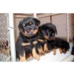 Rottweiler muito meigos