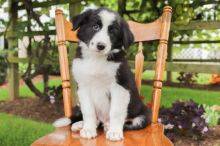 Cachorros Border Collie disponivel