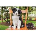 Cachorros Border Collie disponivel