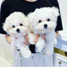 Excelente macho e fmea cachorros Bichon Malts