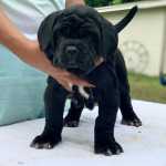 Cachorros mastim napolitano