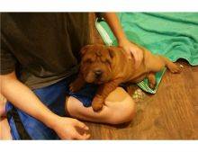 cachorros Shar-Pei disponveis