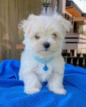 Bichon Malts disponvel