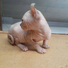 Gatinhos sphynx disponveis