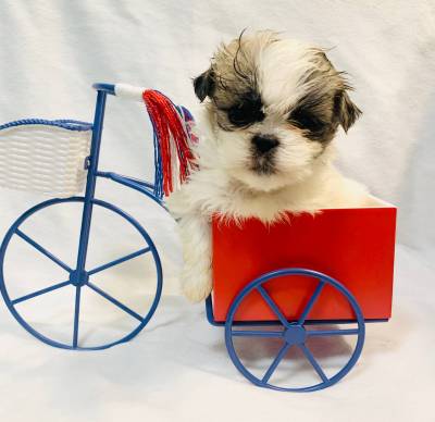 Shih-tzu
