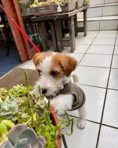 Jack Russell Terrier com LOP
