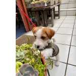 Jack Russell Terrier com LOP