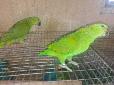 papagaios amazonas Auropalliata bebés para acabar de criar á mão pais com muito amarelo documentos