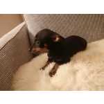 Pinscher Miniatura Macho