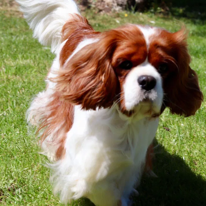 Cavalier King Charles