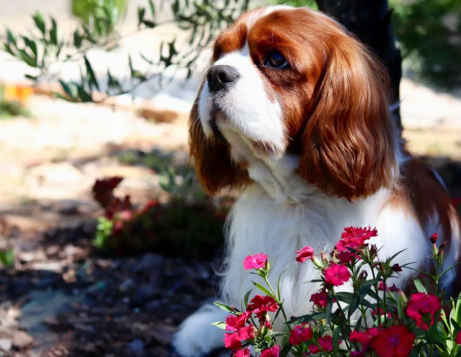 Cavalier King Charles