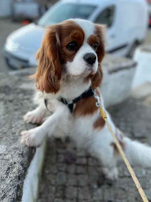 Cavalier King Charles