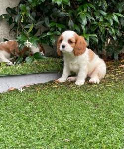 Cavalier King Charles