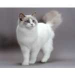 Ragdoll