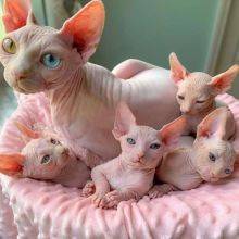 Gatinhos sphynx disponveis