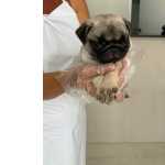 Pug Abricot Hoje Com Pedigree E Vacinado, O Mais Belo Filhote 1197-27277-78