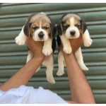 beagle  cachorro