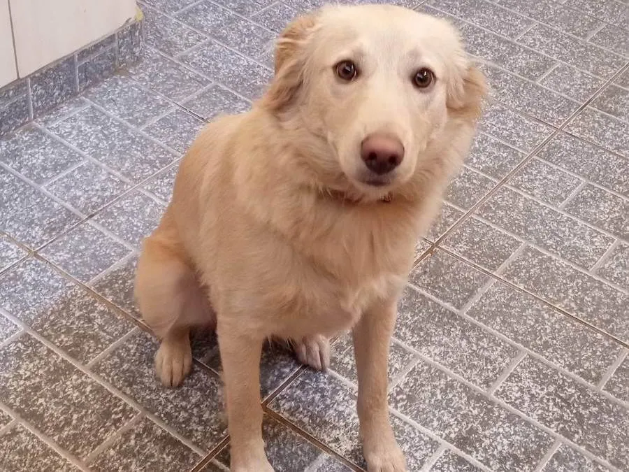 Doao de Pastor Belga com Border Collie de sete meses