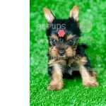 Yorkshire Terrier Com Pedigree, Ja Esta Vacinado, Vermifugado, E Semi Adestrado