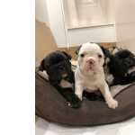 Filhotes de Buldogue Francs