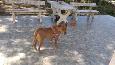 Cadela procura novos donos