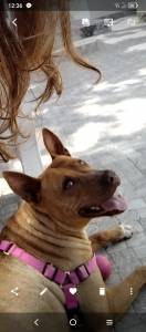 Cadela procura novos donos