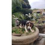 Beagle Tricolor