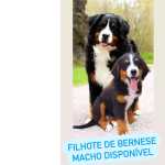 FILHOTE DE BERNESE MOUTAIN DOG