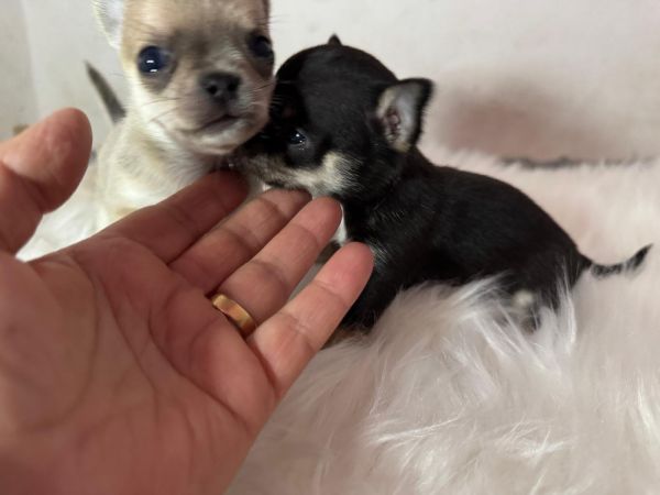 Chihuahua macho de pelo curto 