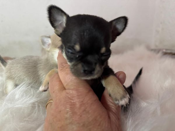 Chihuahua macho de pelo curto 