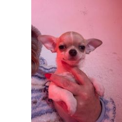 Chihuahua macho de pelo curto 