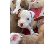 Filhotes De American Pitbull Terrier