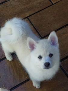 Filhote de Pomsky famoso Mini Husky