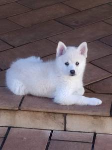 Filhote de Pomsky famoso Mini Husky