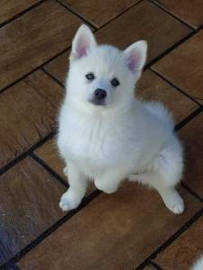 Filhote de Pomsky famoso Mini Husky