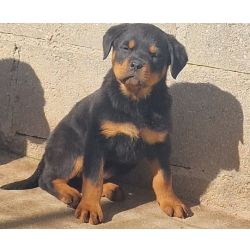 Rottweilers
