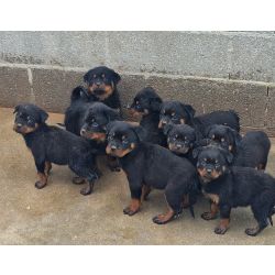 Rottweilers