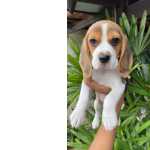 timo Padro Filhote De Beagle Com Vacina E Garantia