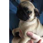 Cachorros Pug