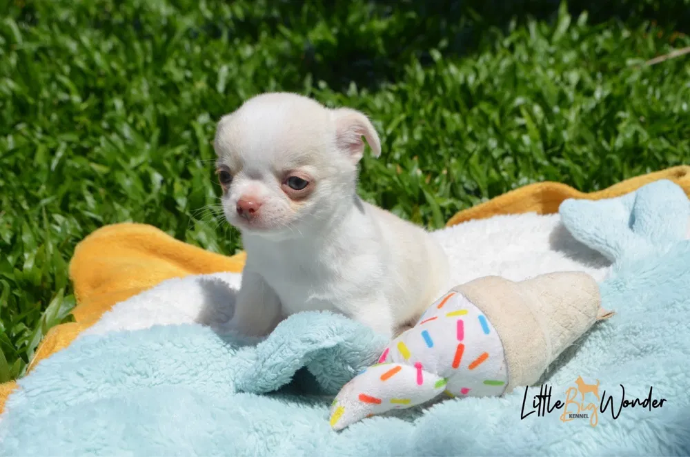 Chihuahua puro de pelo branco curto