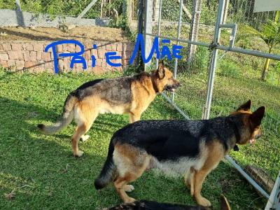 Filhotes de Pastor Alemo Me com pedigree