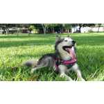 Husky siberiano fmea