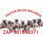 Oportunidade Pastor Belga Malinois Guardies E Companheiros Excelentes Demais
