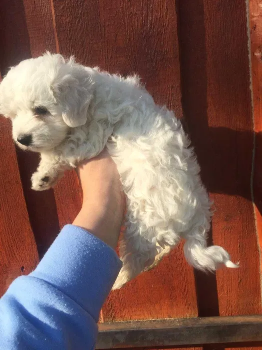 Bichon maltes femea