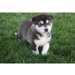 Malamute do Alaska muito meigos
